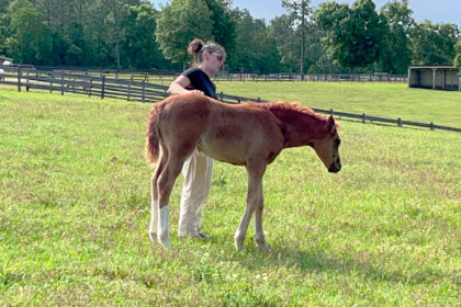 Trainer with foal in grassy pasture